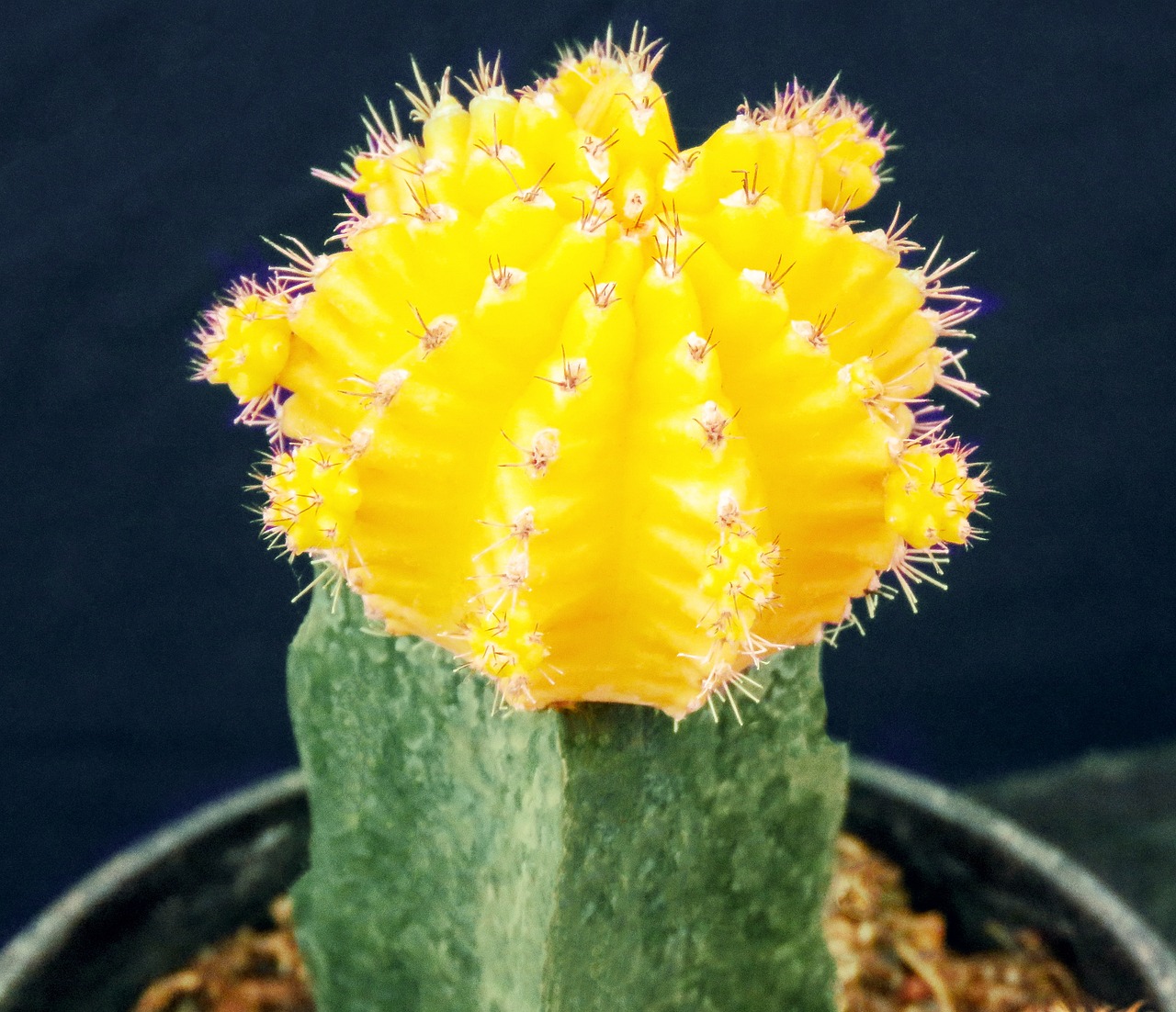 aménagement petit jardin : astuces et idées pour optimiser votre espace découvrez des idées créatives et pratiques pour l'aménagement de petits jardins, alliant beauté et fonctionnalité dans un espace réduit.